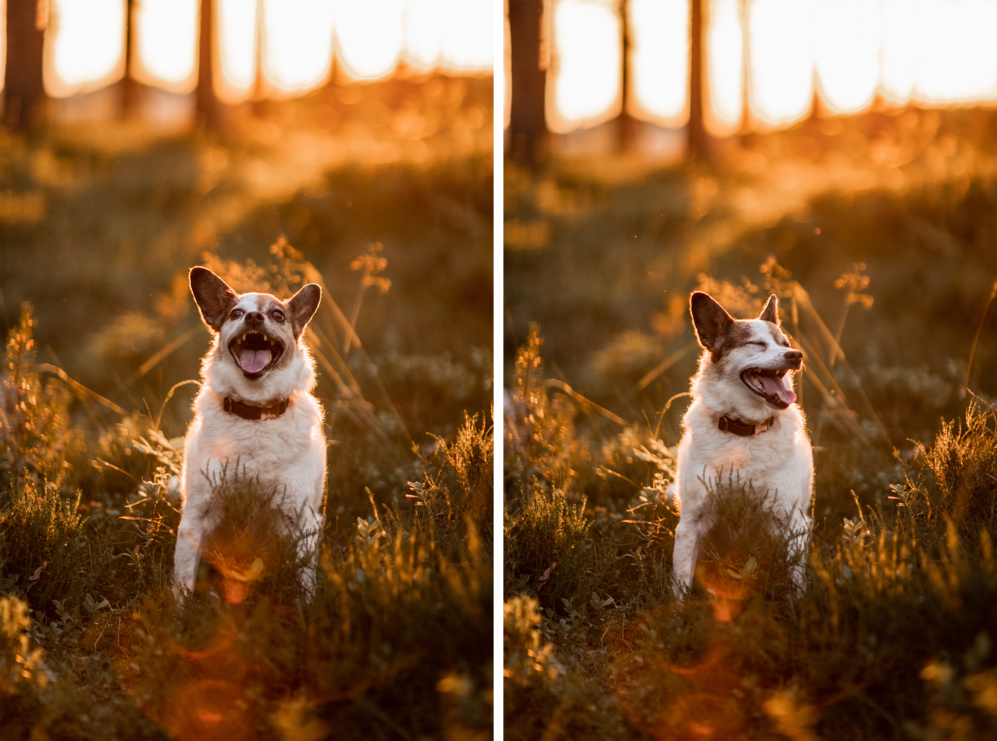 Perepildid koeraga loojangus I Fotograaf Reti Kokk